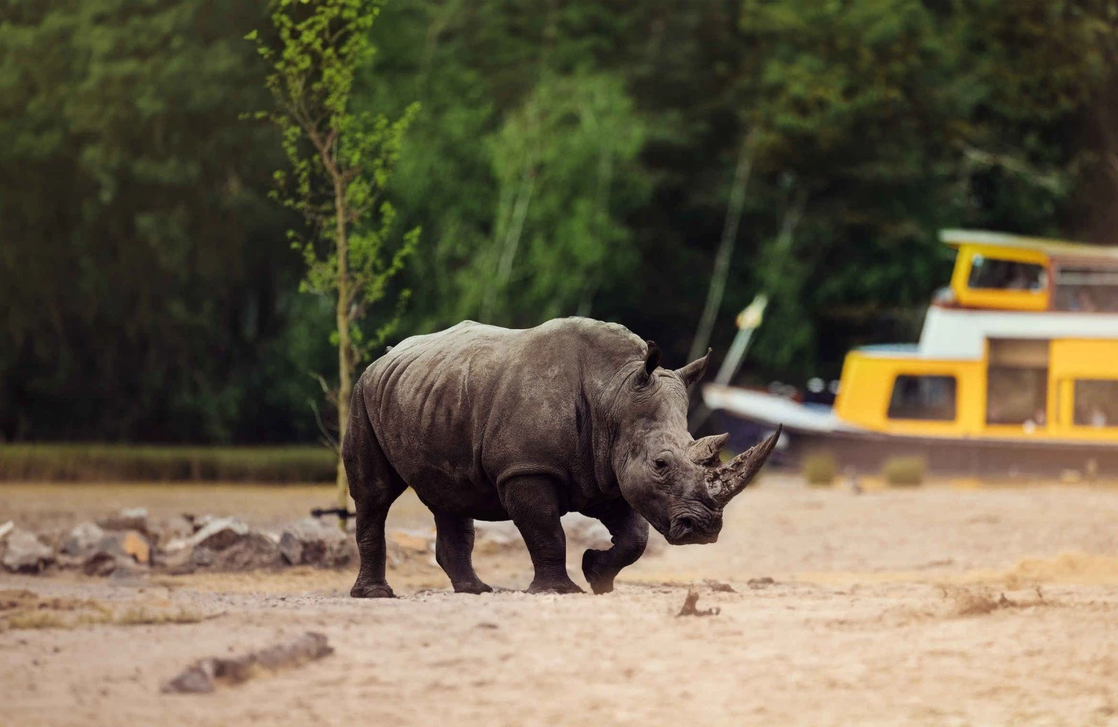 Beekse bergen neushoorn bootsafari