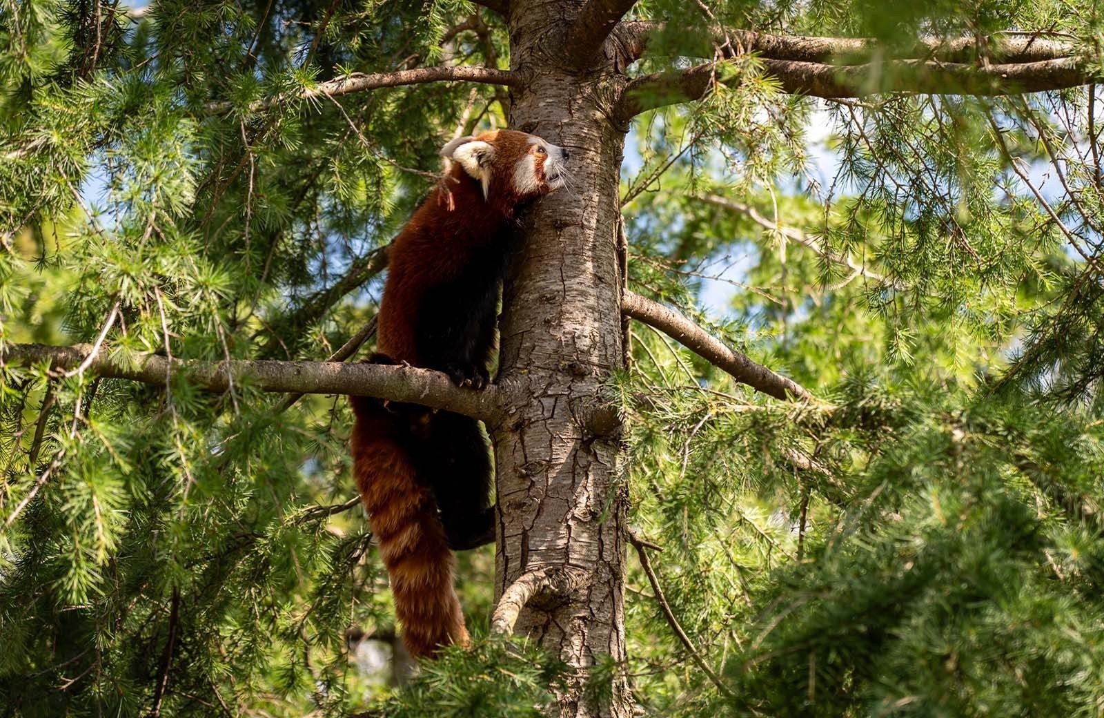 Blijdorp 3 webfomraat