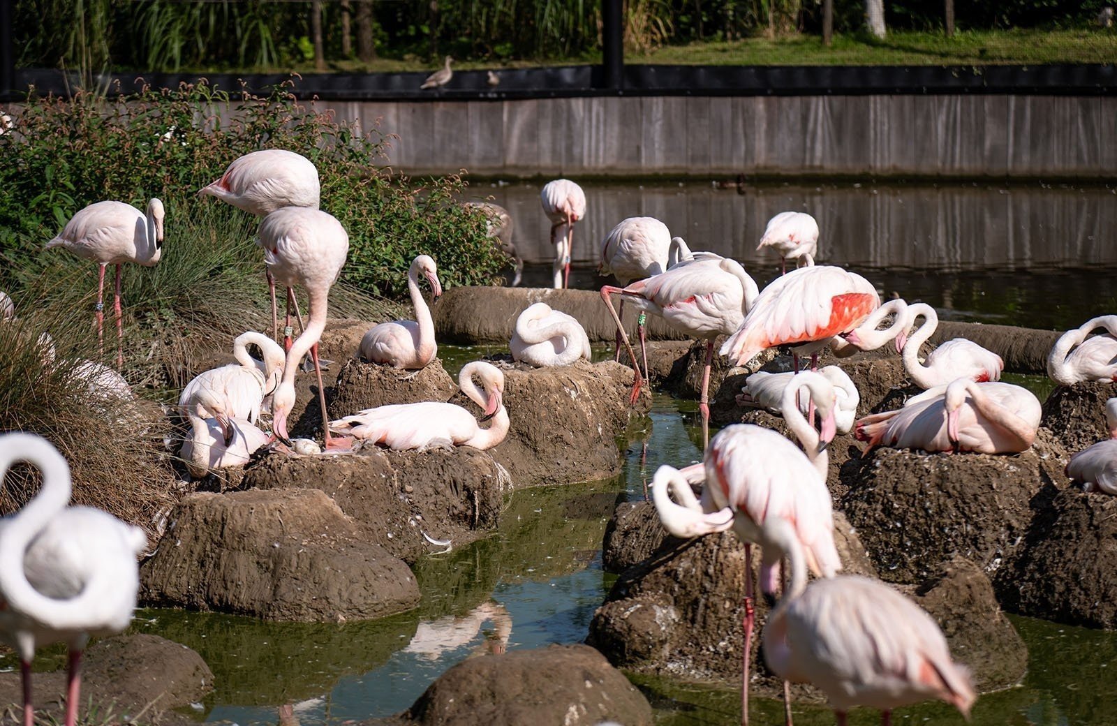 Blijdorp flamingos webformaat