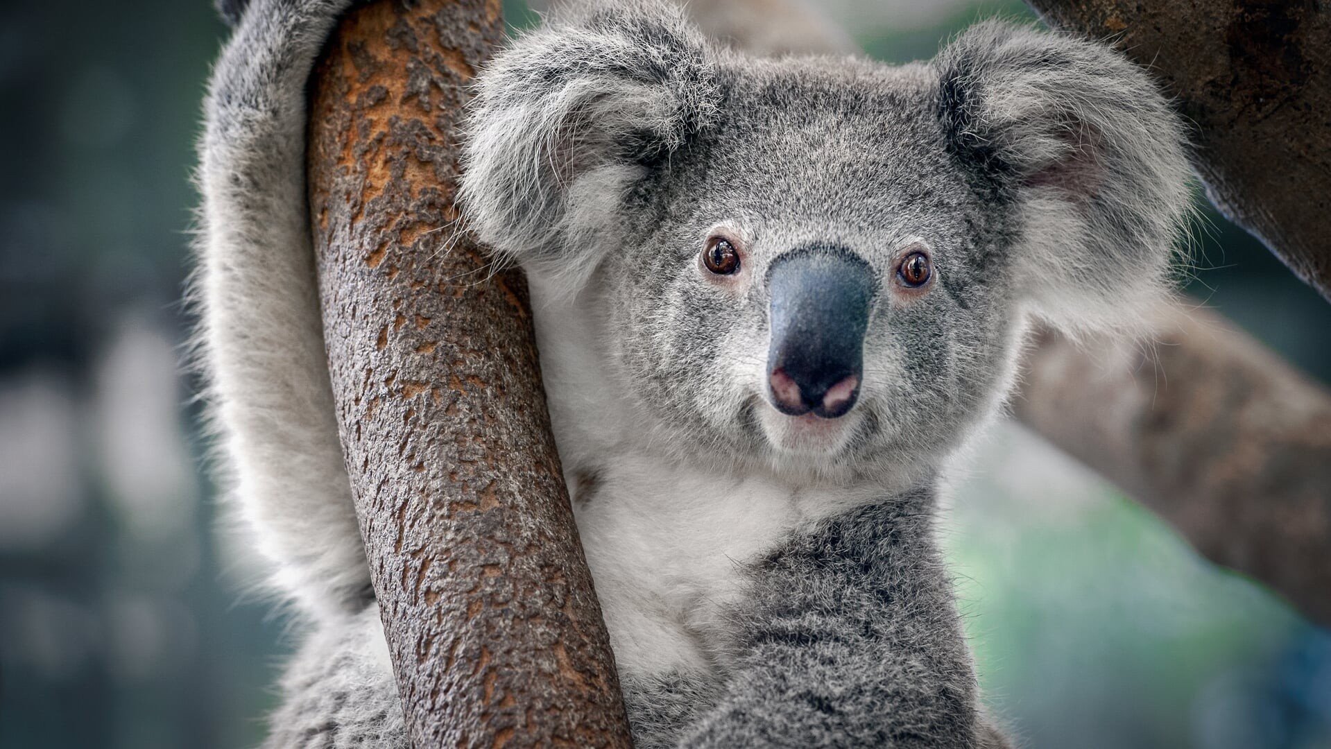 Ouwehands Dierenpark