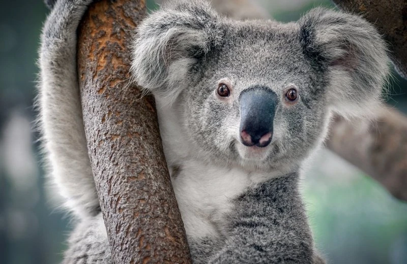 Ouwehands Dierenpark